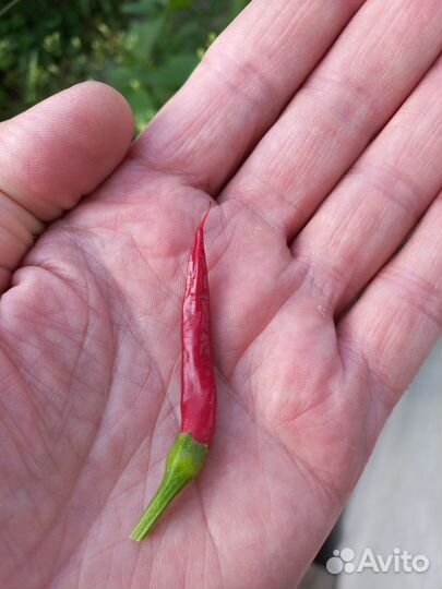 Комнатные острые перчики