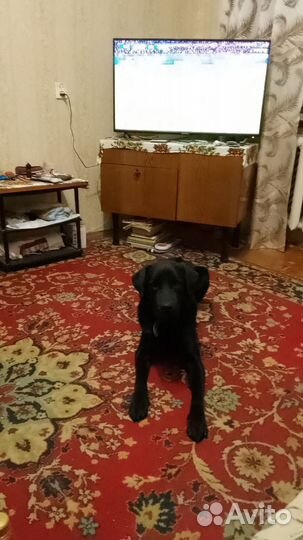 Лабрадор ретривер