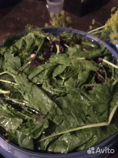 Соленые огурцы