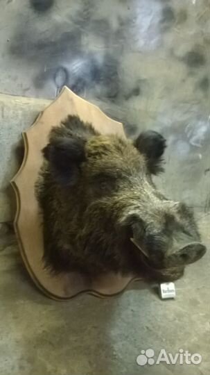 Чучело головы кабана