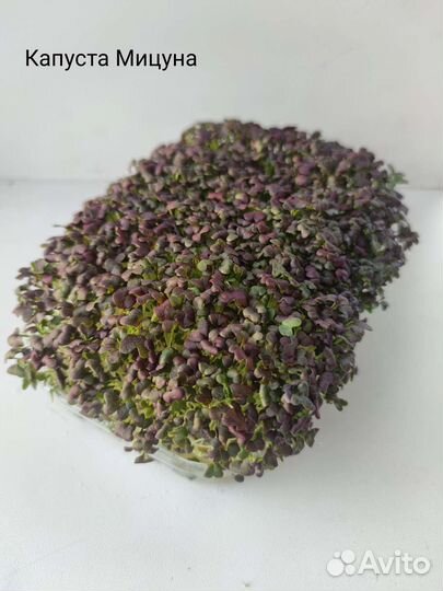 Микрозелень, мелисса и базилик