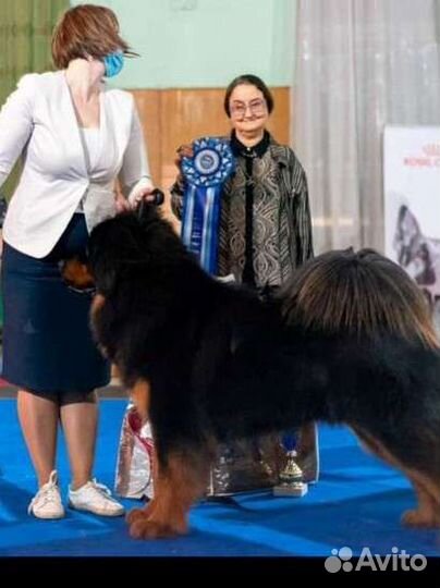 Вязка Тибетский Мастиф