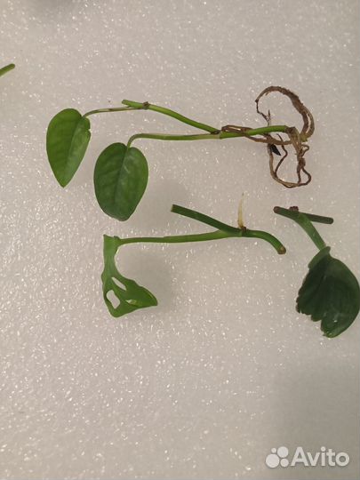 Срезы ароидных растений наборами