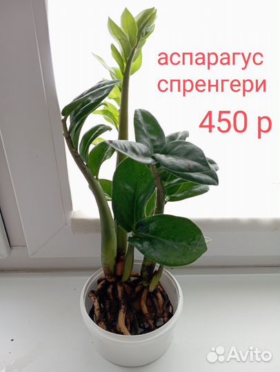 Замиокулькас