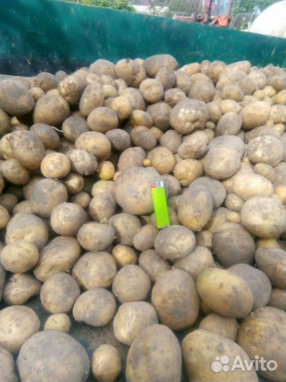 Продам картофель