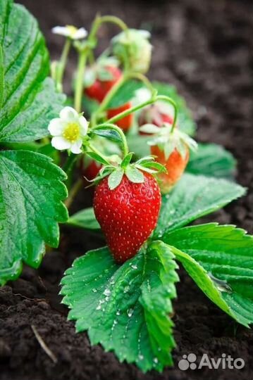 Рассада клубники