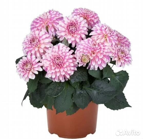 Георгины вегетативные патио