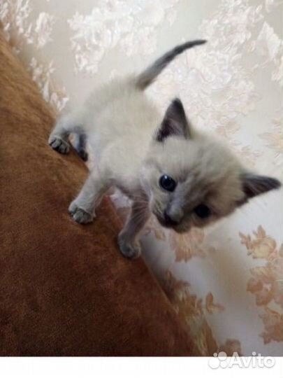 Котенок мальчик 1мес доставка