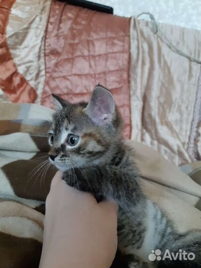 Котенок в добрые руки
