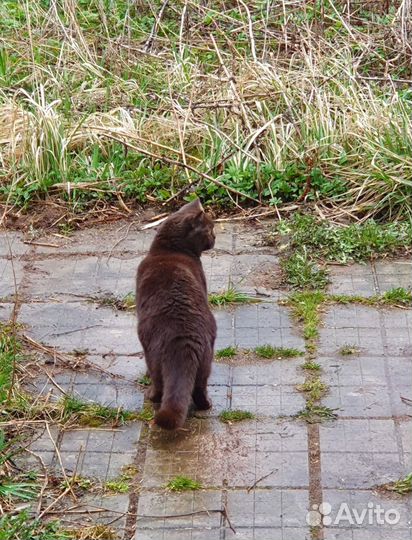 Чистокровная британка ищет хозяев
