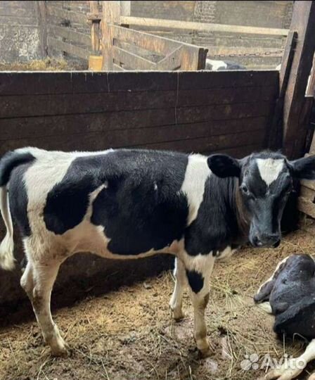 Бычки телята