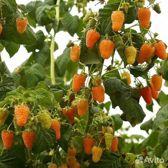 Ремонтантная малина