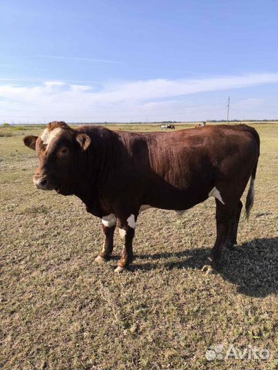 Быки на племя, тёлки, телята