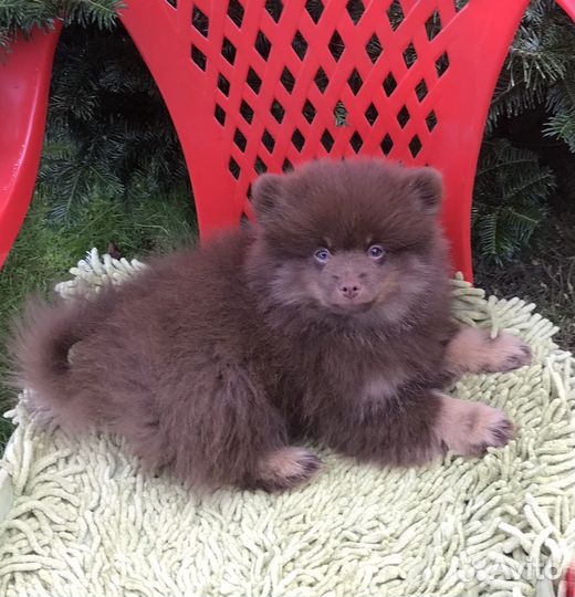 Щенки шоколадных окрасов, Потапыч и другие