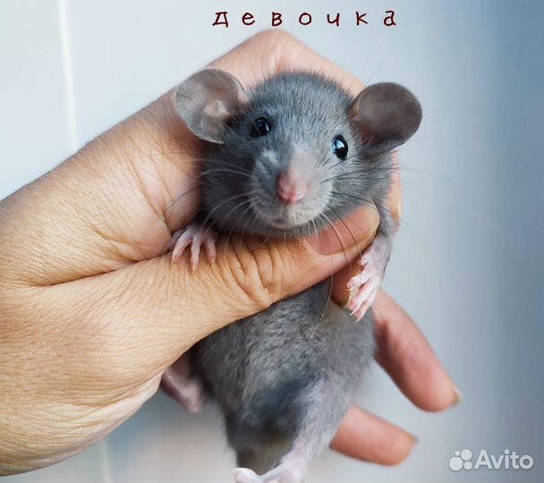 Крыса. Крысята Дамбо. Актуальные фото