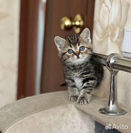 Шотландские котята
