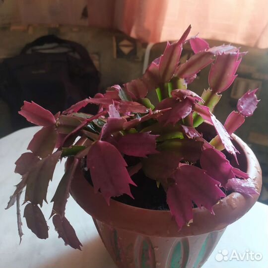 Продам цветы комнатные