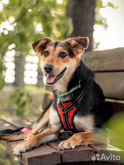 Собака в добрые руки