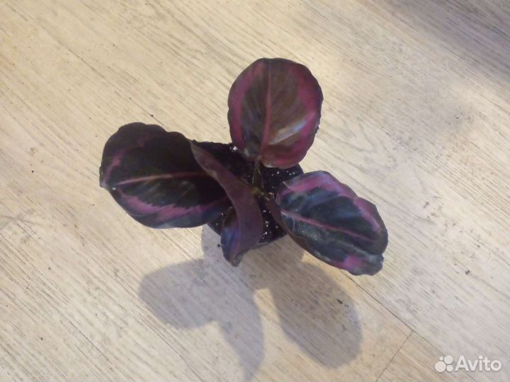 Калатея 10 сортов