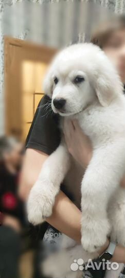 Маремма абруцкая овчарка щенки