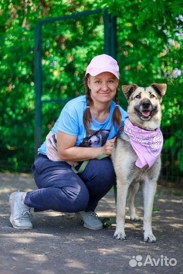 Собака ищет дом