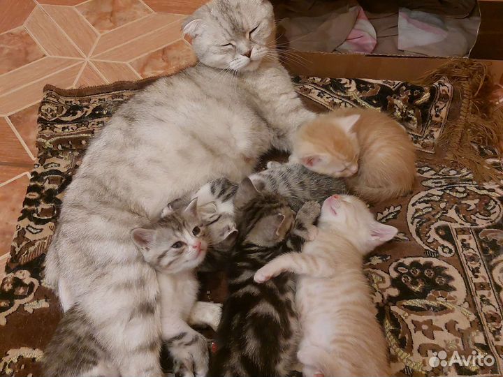 Британские котята вислоухие ипрамоухие