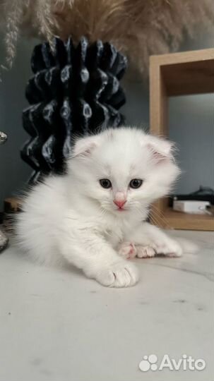 Вислоухий котенок в добрые руки