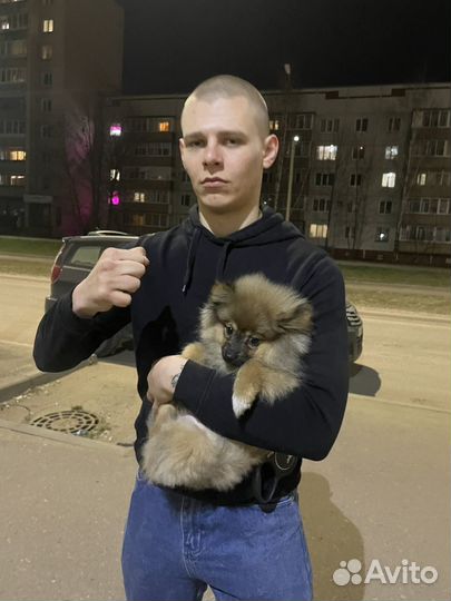 Шпиц немецкий маленький