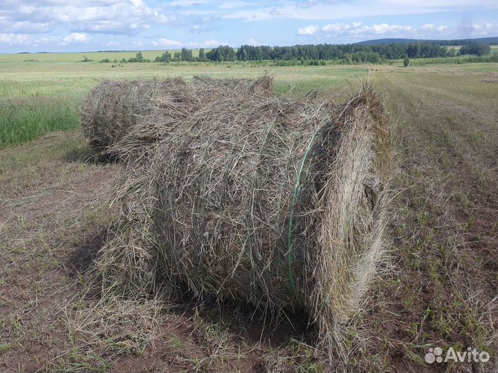 Сено в рулонах 2023