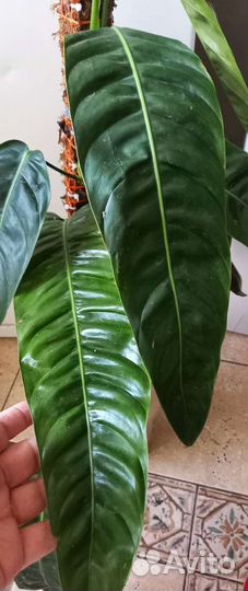 Филодендрон Патриция