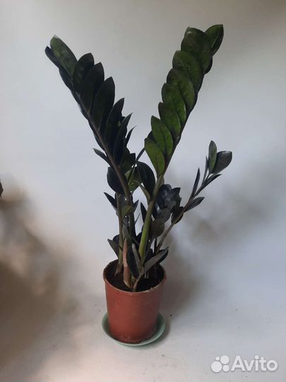 Замиокулькас черный равен