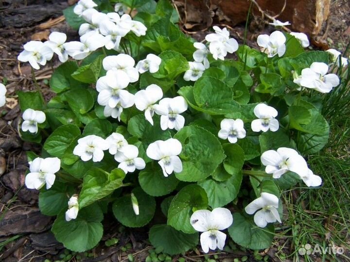 Почвопокровные многолетние цветы