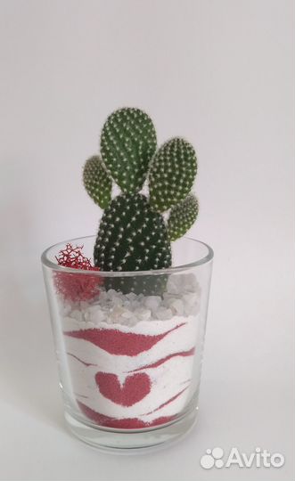 Мастер класс для детей и взрослых - Флорариум