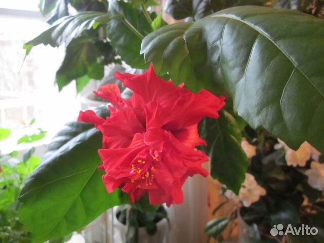 Красивоцветущие комнатные цветы