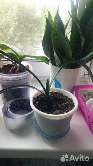 Комнатные цветы