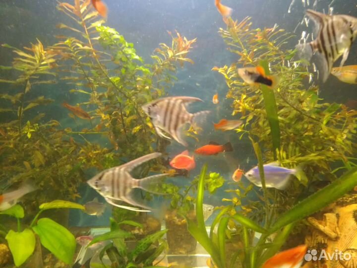 Рыбки Барбусы Наннакары Тернеции Скалярии