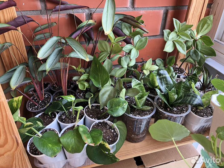 Цветы комнатные домашние растения зеленый своп