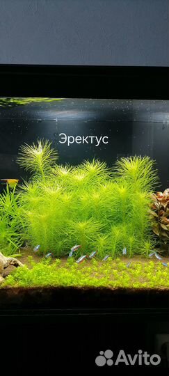 Аквариумные растения