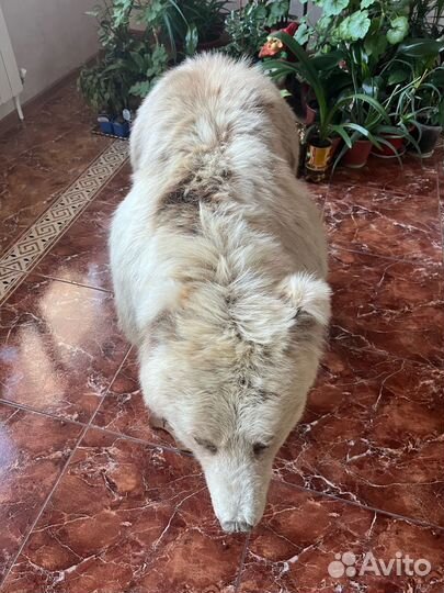 Чучело медведя имитация