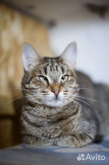 Кошечка Юська