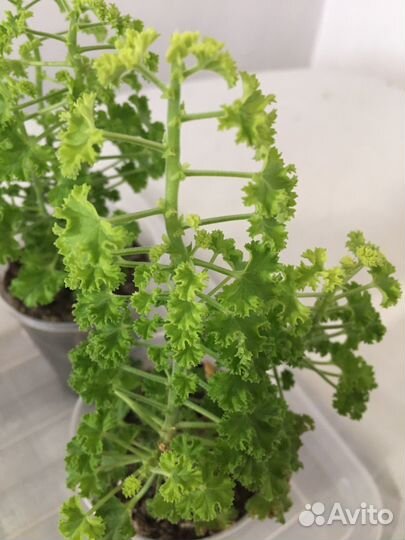 Сортовая душистая пеларгония