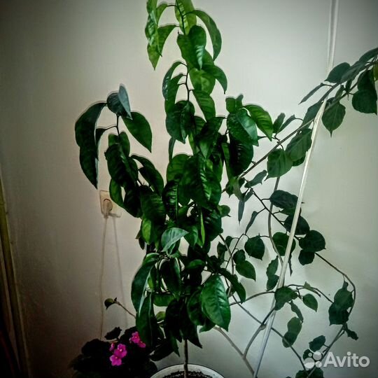 Комнатные растения