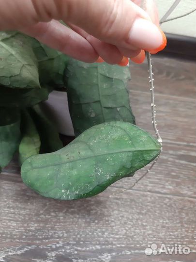 Хойи на срез