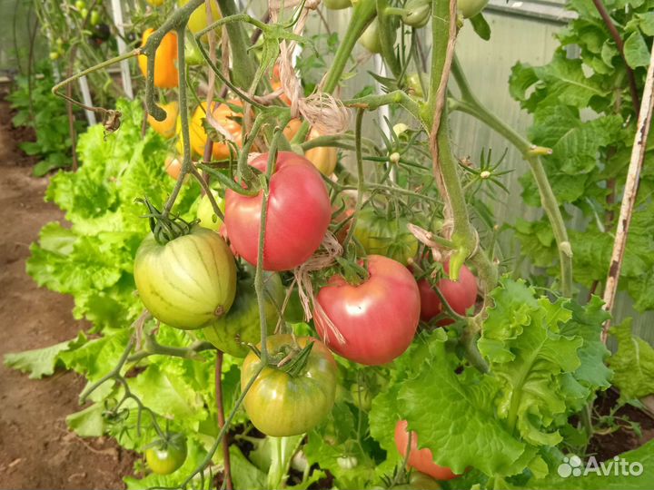 Продам помидоры домашние