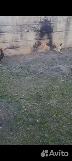 Бойцовая курица