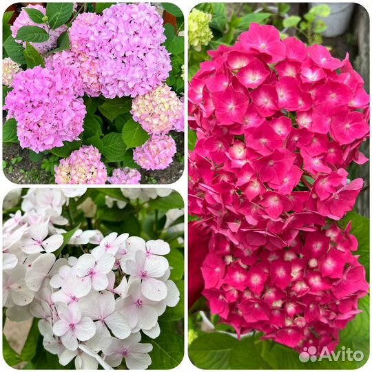 Гортензия крупнолистная