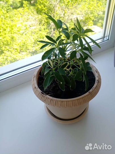 Комнатные растения