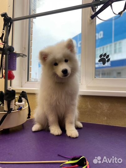 Самоедская лайка