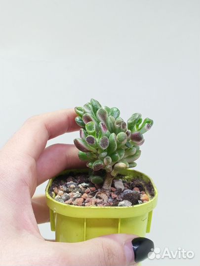 Крассула Голлум Вариегатный