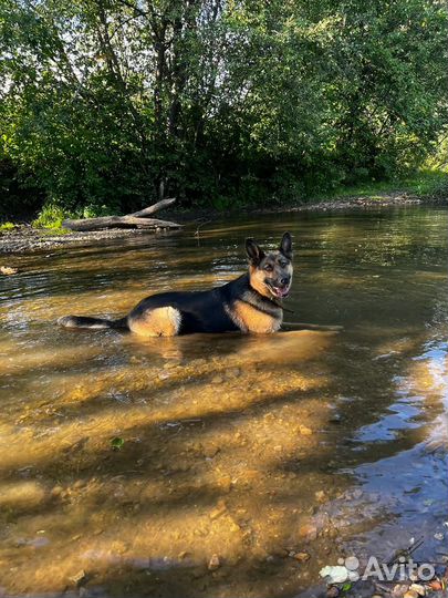 Щенки от немецкой овчарки